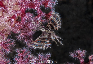A dwarf lionfish flying over a soft coral by Michal Stros 